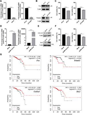 High-Intensity Aerobic Exercise Suppresses Cancer Growth by Regulating Skeletal Muscle-Derived Oncogenes and Tumor Suppressors